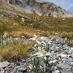 Edelweiss 2100