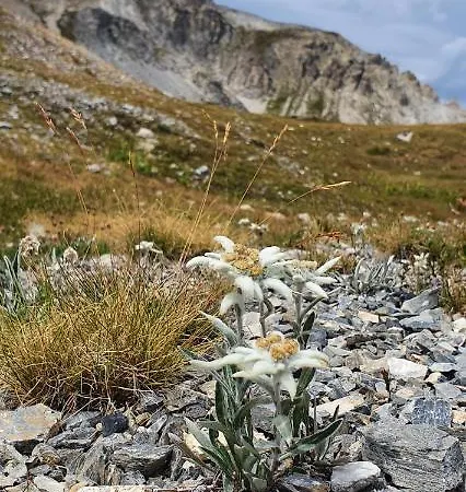 Edelweiss 2100